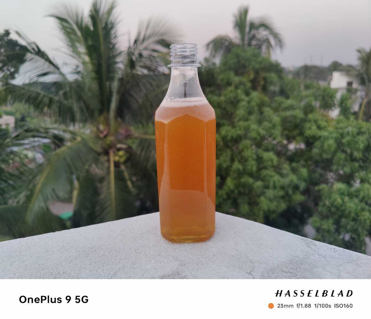 লিচু মধু, লিচু ফুলের মধু, RS Honey, খাঁটি মধু, pure honey, litchi honey, organic honey