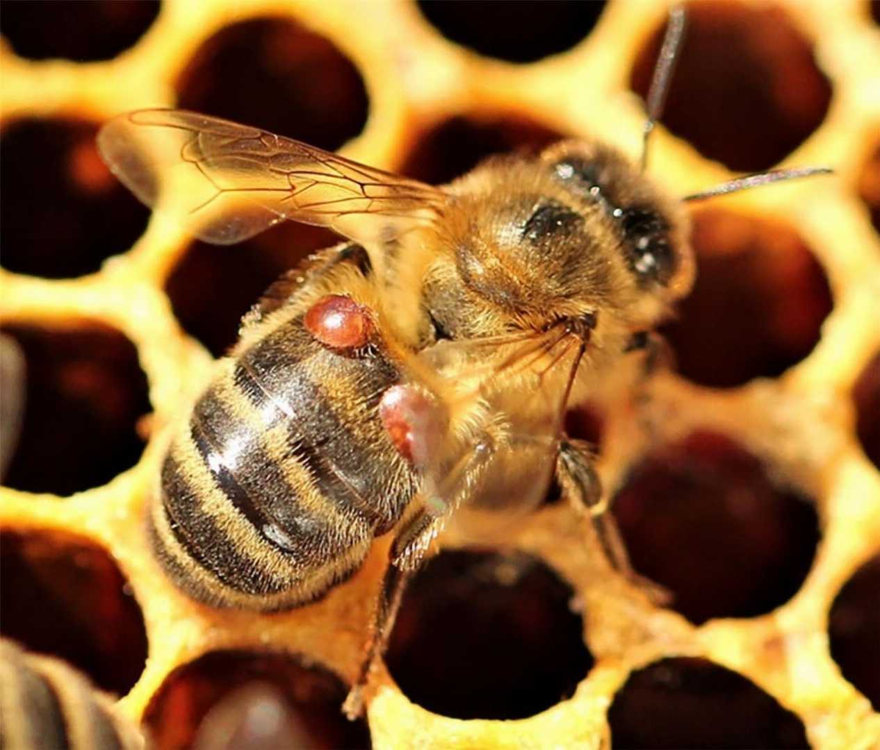 bee mite strip, varroa mite control, Manpu Louvalinate, honeybee care, beekeeping products, RS Honey, মধু মৌচাক পণ্য, মৌমাছি রোগ প্রতিরোধ
  Manpu,Louvalinate,Strip,–,মৌমাছির,মাইট,নিয়ন্ত্রণের,কার্যকর