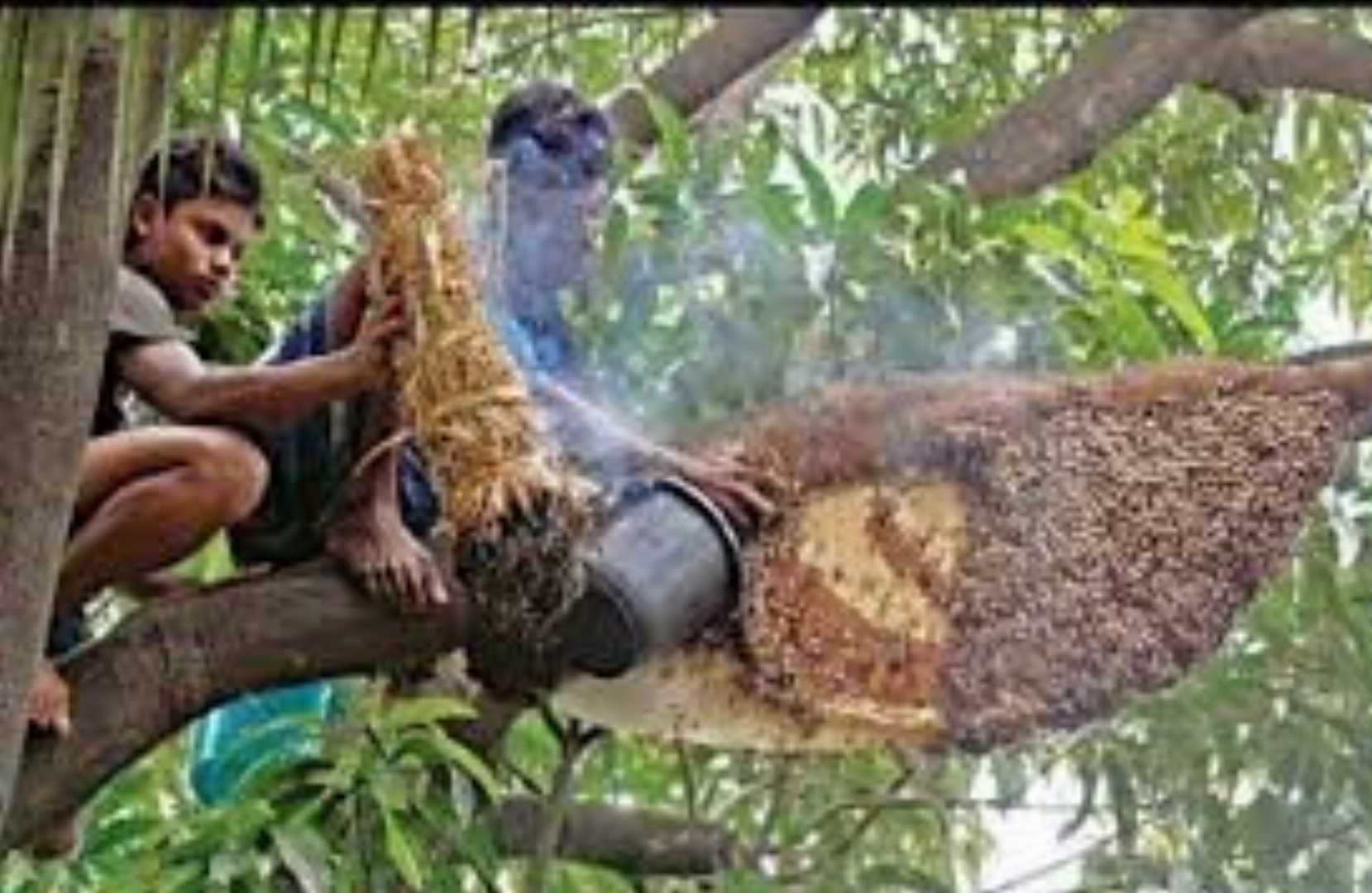 সুন্দরবনের মধু, প্রাকৃতিক মধু, খাঁটি মধু, বনজ মধু, সুন্দরবন হানি, ফরেস্ট হানি, র মধু, অর্গানিক হানি, কাঁচা মধু, moumachir modhu, sundorboner modhu, pure honey, natural honey, raw honey, sundarban hon